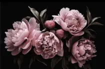 Une Délicate Pivoine pour Moi ? 🌸