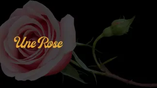 Une Rose 🌹