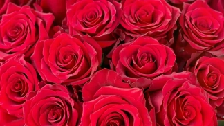 photo de la gourmandise Un Magnifique bouquet de 20 rose Rouge ! 🌹