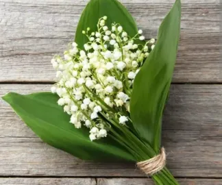 Un brin de muguet