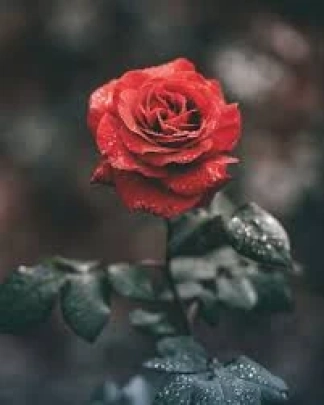 photo de la gourmandise Offre moi une rose
