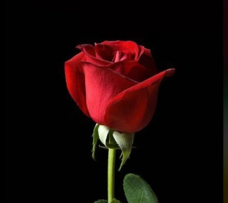 photo de la gourmandise Offre moi une rose