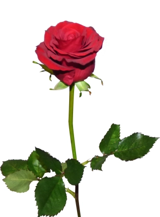 photo de la gourmandise Offre moi une rose