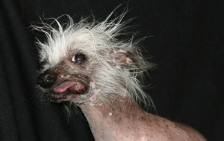 photo de la gourmandise taxe du chien