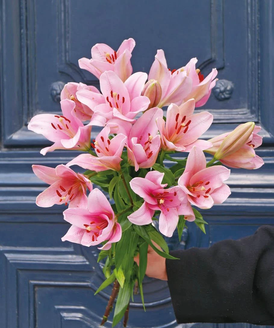 Photo de Offre moi un Lys 💐🤍