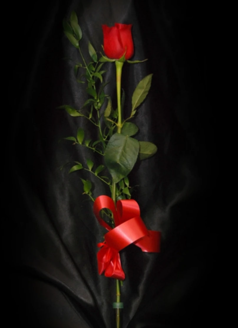 Photo de Offre moi une rose 🌹