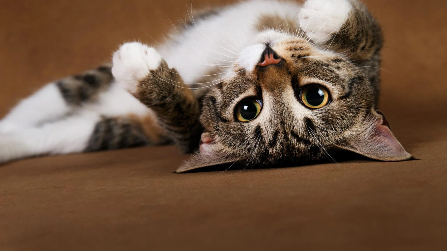 Photo de Note ma chatte