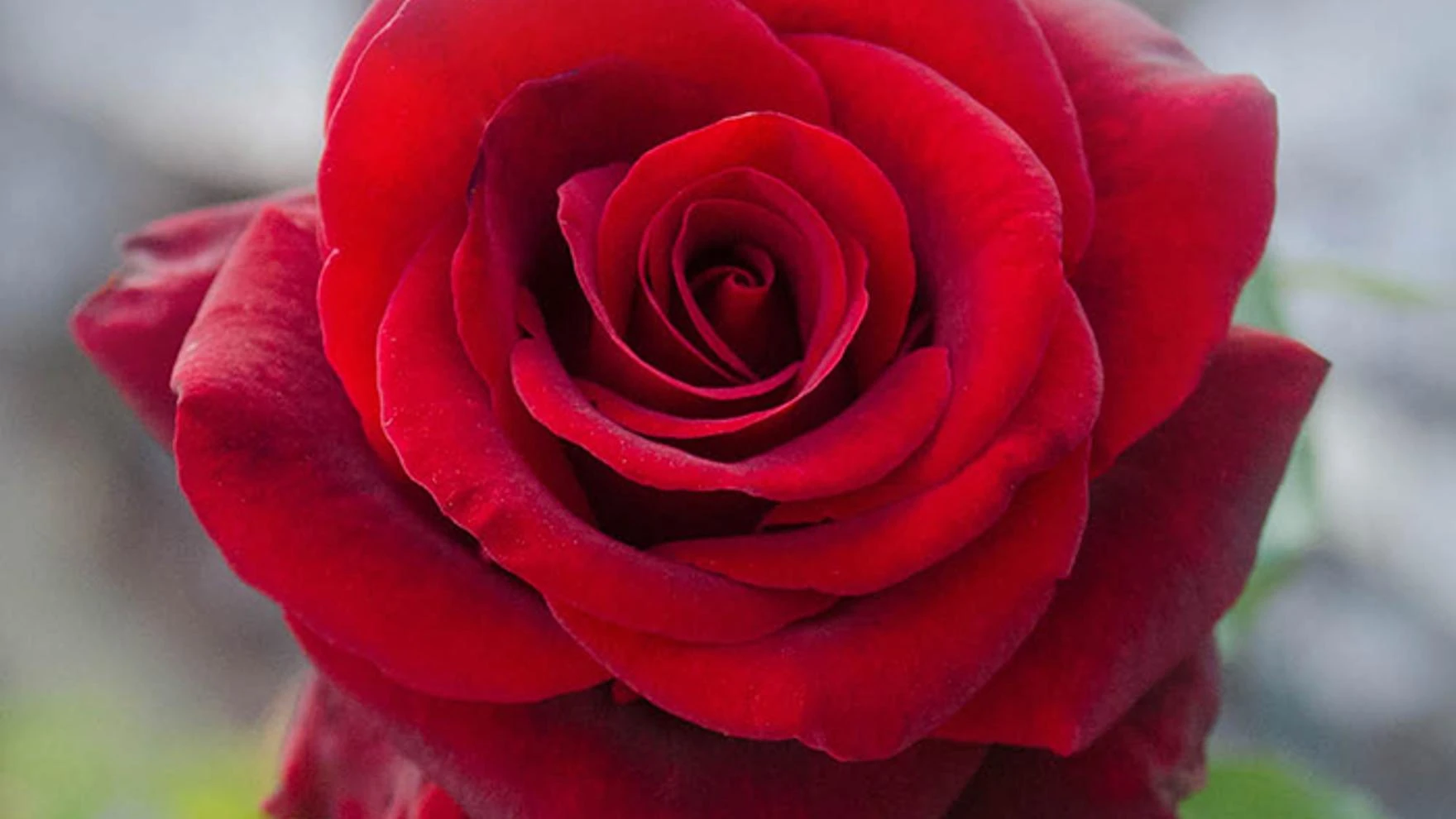 Photo de offre moi une rose