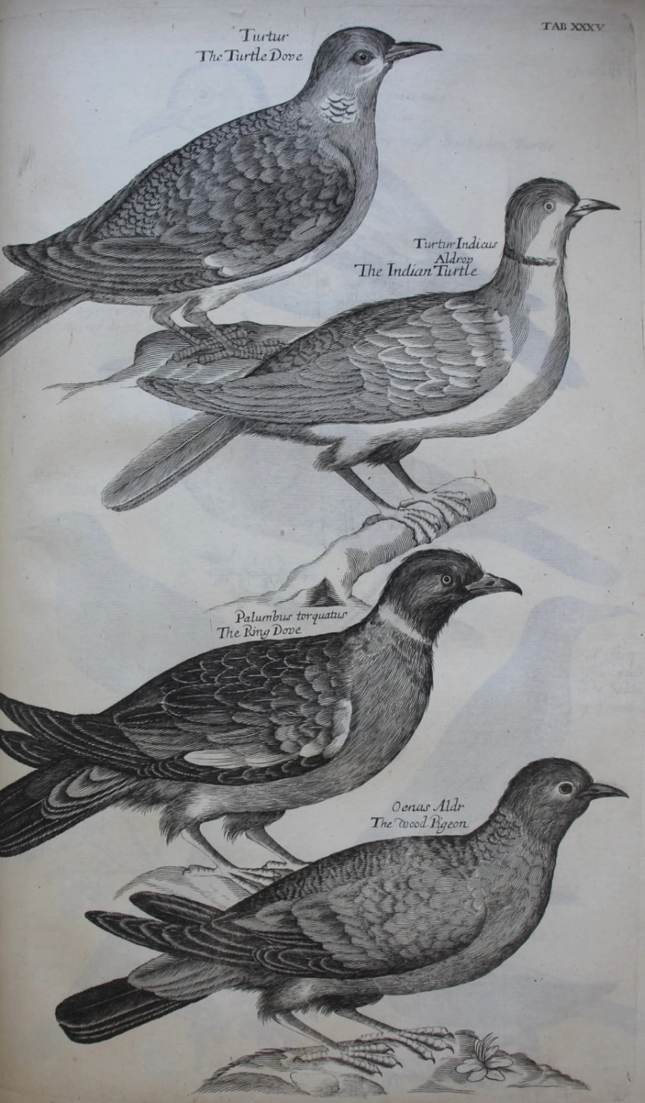 Photo de Taxe du pigeon