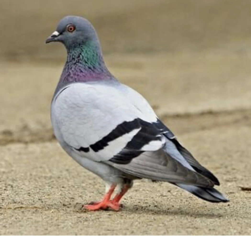 Photo de Taxe du gros pigeon