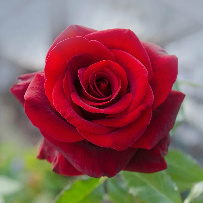 Photo de Offre moi une rose