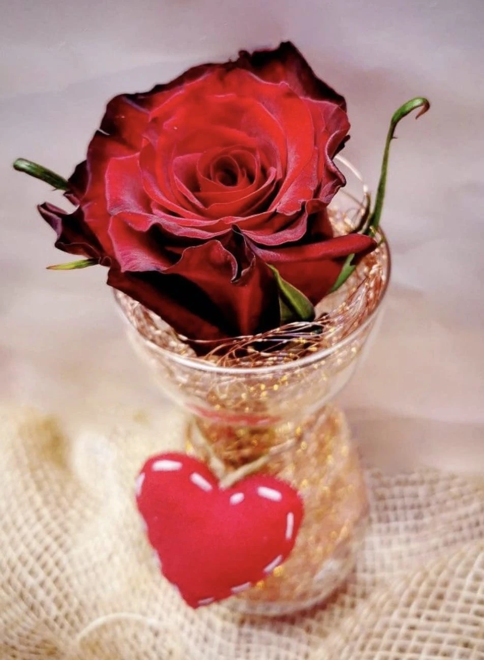 Photo de Une fleur pour faire plaisir 🌹