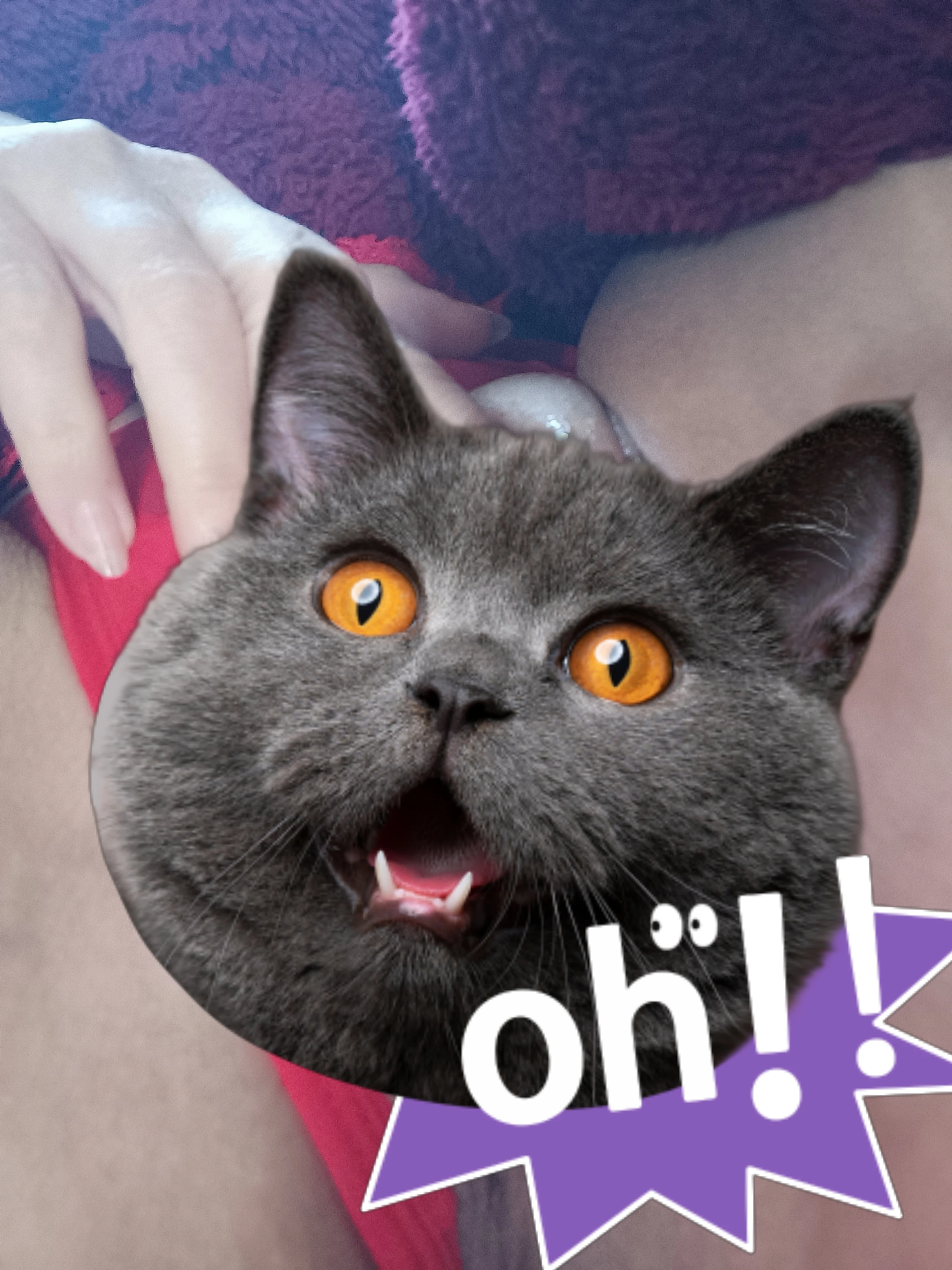 Photo de Pack photos de ma petite chatte mouillé🌡️ 😺🔥💦