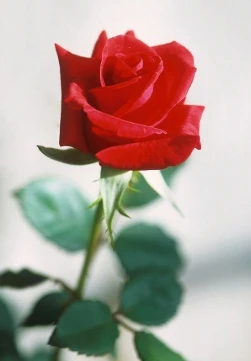 /68462d7aa1c1f.webp