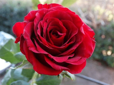Photo de 🌹💌 Offre moi une rose💌🌹