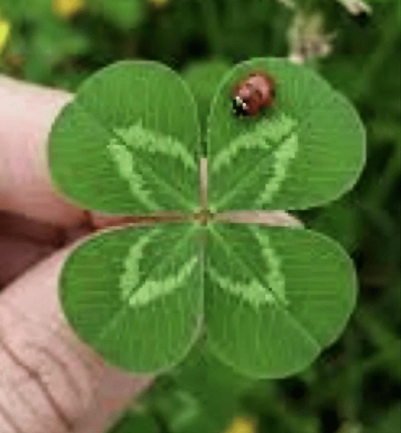 Photo de 🍀🍀Porte Bohneur🍀🍀