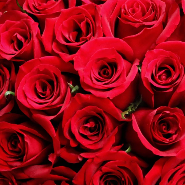Photo de Une rose pour moi 🌹