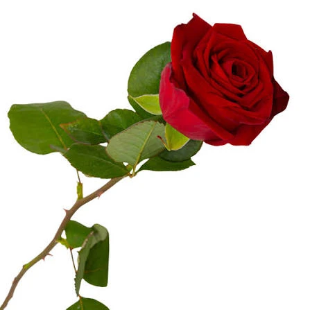 Photo de Offres moi une rose