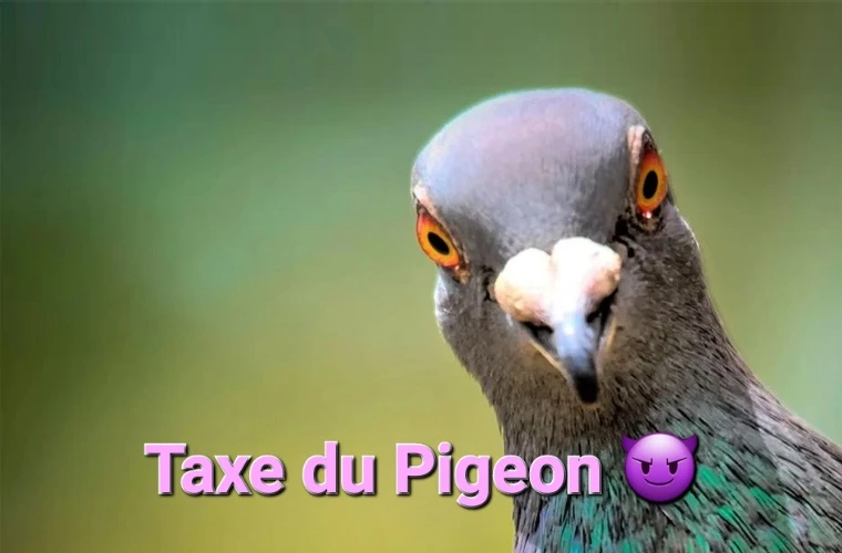 /6888c2ece21d7.webp